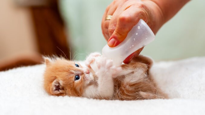 comment s'occuper d'un chaton soins chaton, alimentation chaton, éduquer un chaton comment s'occuper d'un chaton soins chaton, alimentation chaton, éduquer un chaton